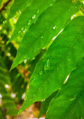 green leaf background