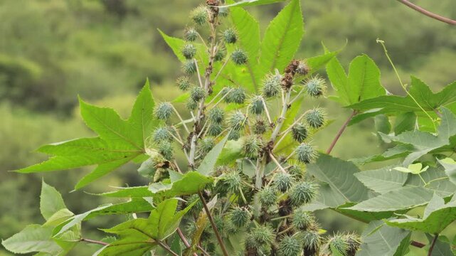 Green seeds Castor oil plant, Medical seeds vegetal from where extracts the known laxative castor oil, used to produce biodiesel Castor oil plant, Ricinus communis, commonly known as castor oil plant.