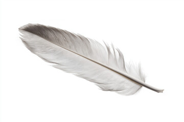 Single white feather with delicate, soft textures lies against plain background, showcasing its intricate details and gentle curves