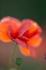 RED FIELD OF POPPIES AT SUNSET, BASKET OF RED FLOWERS WITH POPPIES