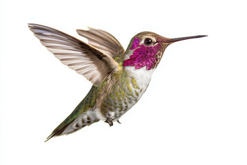 Vibrant hummingbird with iridescent plumage and striking pink throat hovers gracefully against white background, showcasing its delicate wings and intricate details