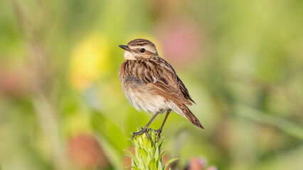 sparrow on a grass