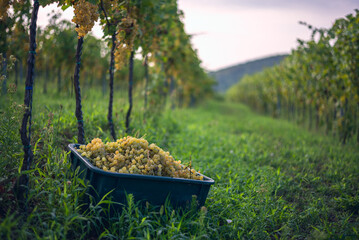 Grapes for making wine in the harvesting crate and the vineyard.