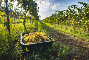 Grapes for making wine in the harvesting crate and the vineyard.