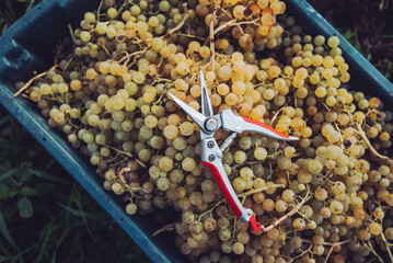 Green vine grapes with secateurs in the vineyard at harvesting season. Grapes for making wine in the harvesting crate.