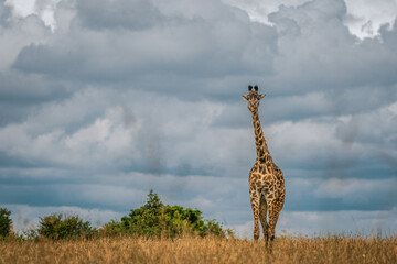 Wild Giraffe Standing Tall in African Savannah Under Dramatic Sky
