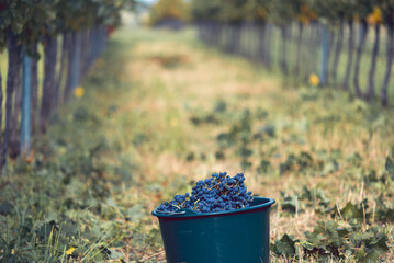 Bucket of grapes during the picking in the vineyard. The name of Cabernet Franc vine grapes in the crate at the harvest season.
