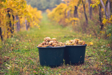 Buckets of grapes during the picking in the vineyard