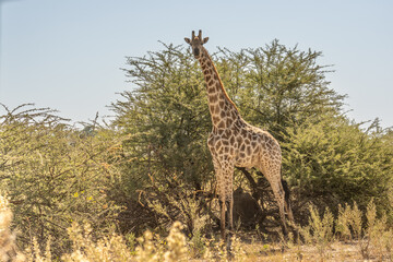 This adult rothschild giraffe (Giraffa camelopardalis rothschildi) is seen walking through open grassland.
