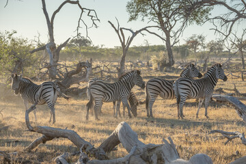 Obraz premium herd of zebras in the African savanna at sunset botswana