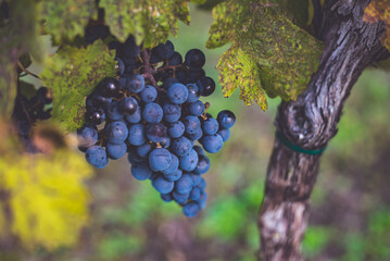 Bunches of blue grapes in the vineyard. Cabernet Franc grapes for making red wine in the harvesting.