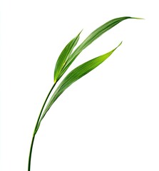 Two vibrant green leaves, narrow and elongated, extend from a central stem, angled towards the right of the image.  A clean white background isolates the foliage