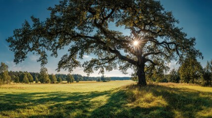 Majestic Tree Silhouetted Against Sunlit Field in Clear Blue Sky