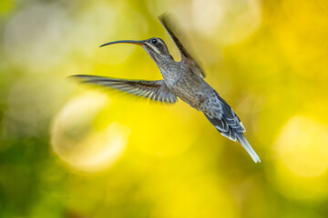The long-tailed hermit (Phaethornis superciliosus) is a large hummingbird that is a resident breeder in Venezuela,