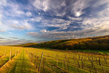 Vines in a rows. Vineyard landscape with beautiful clouds and blue sky in the early spring. Pannonhalma Wine Region in Hungary