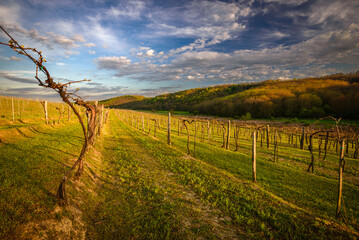 Vines in a rows. Vineyard landscape with beautiful clouds and blue sky in the early spring. Pannonhalma Wine Region in Hungary