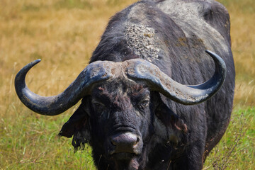 Naklejka premium Close-up fierce African buffalo staring menacingly in the hot savannah, Tanzania