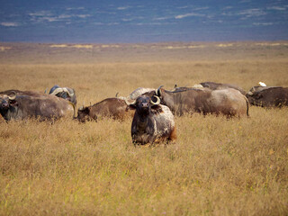 African buffaloes grazing in a vast grassland, with one buffalo in the center, its attentive gaze ready to react.  Majestic presence of these animals in their natural habitat with savannah atmosphere