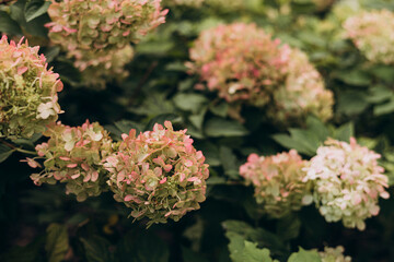 Close-up of hydrangea flowers on bush with natural background.