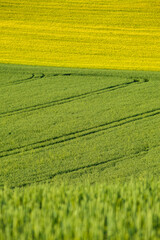 Ripe golden wheat field with path at the daytime in Pannonhalma, Hungary