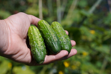 Male hand holding young delicious cucumbers. Cucumbers growing in a greenhouse. Flowers and ovaries of cucumbers on a blurred background.         
