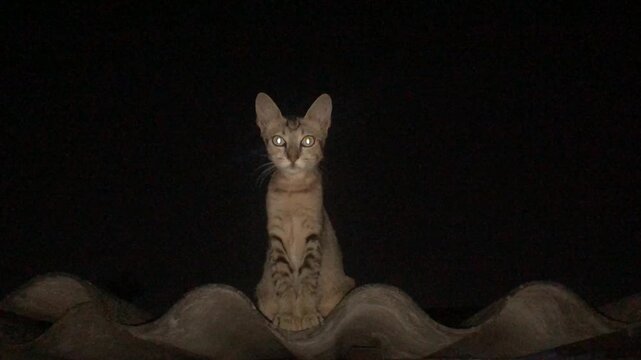 Savannah cat with glowing eyes sitting at night