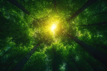 Looking up through tall green trees with sunburst shining brightly. Use this nature photo to convey calmness, growth, and inspiration.