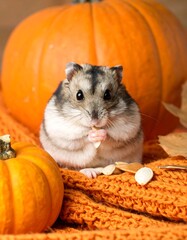 Cute hamster amidst pumpkins and autumnal colors