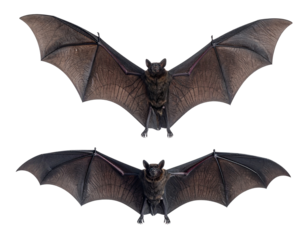 Black bat wings spread wide in flight, isolated PNG