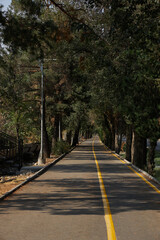 Bike lane on pedestrian path, surrounded by trees in city park.