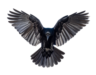 Raven with wings spread, isolated 