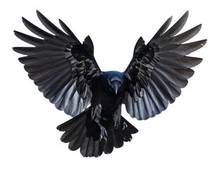 Fototapeta premium Raven with wings spread, isolated 