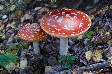 Poisonous fly agaric in the forest on the ground.