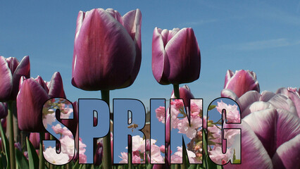 Tulips Cherry Blossom Spring Beauty
Bright tulips and blossoms celebrate spring&rsquo;s colorful joyful renewal
