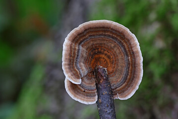 Wild forest mushroom close up photography low angle