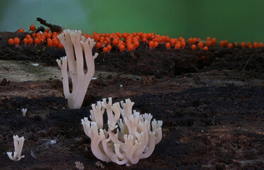 Wild forest mushroom close up photography low angle