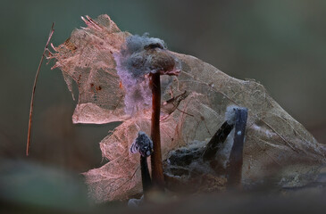 Wild forest mushroom close up photography low angle