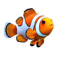 Vibrant Clownfish: Professional Image of Orange and White Tropical Aquarium Fish