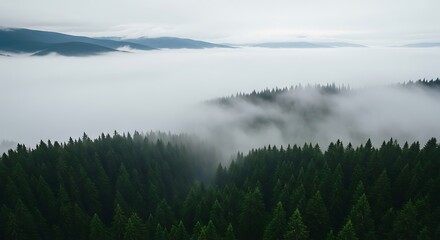Fototapeta premium Mystical forest view with fog, trees, and mountains in the background