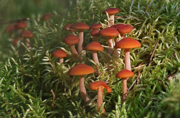 Wild forest mushroom close up photography low angle