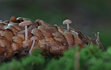 Wild forest mushroom close up photography low angle