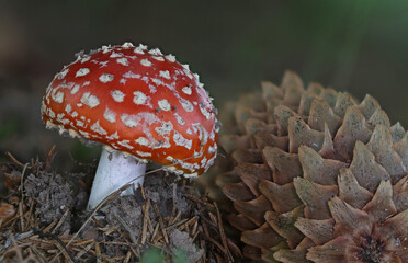 Wild forest mushroom close up photography low angle