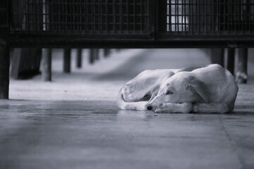 Relaxing White And Tan Dog Sleeping On Floor Under Bench In Quiet Setting