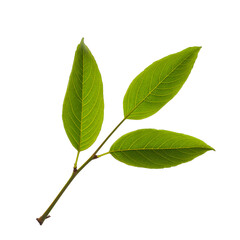 Obraz premium Three Green Leaves on a Branch with a Transparent Background - A High-Quality Stock Photo for Nature, Health, and Ecology Projects