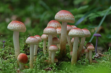 Wild forest mushroom close up photography low angle