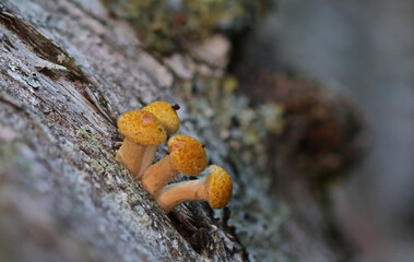 Wild forest mushroom close up photography low angle