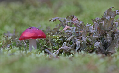 Wild forest mushroom close up photography low angle