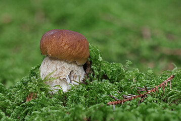 Wild forest mushroom close up photography low angle