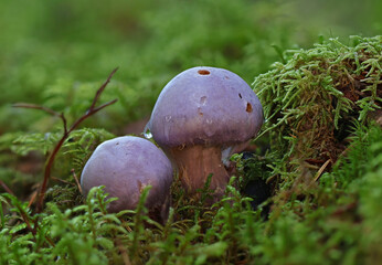 Wild forest mushroom close up photography low angle