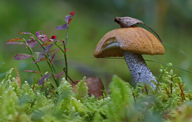Wild forest mushroom close up photography low angle